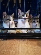 Koty do adopcji. Trzech kawalerów z Koronowa szuka domów [zdjęcia]