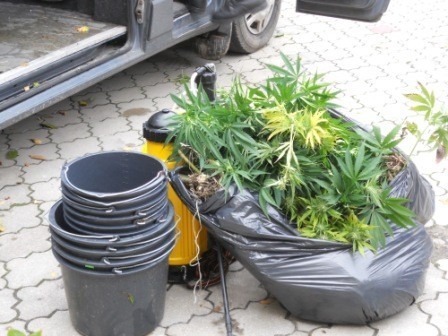 Złotów: Policja zlikwidowała dwie plantacje marihuany [ZDJĘCIA]