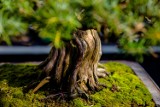 Festiwal Kwiatów i Sztuki 2018. Zobacz najpiękniejsze bonsai [GALERIA] 