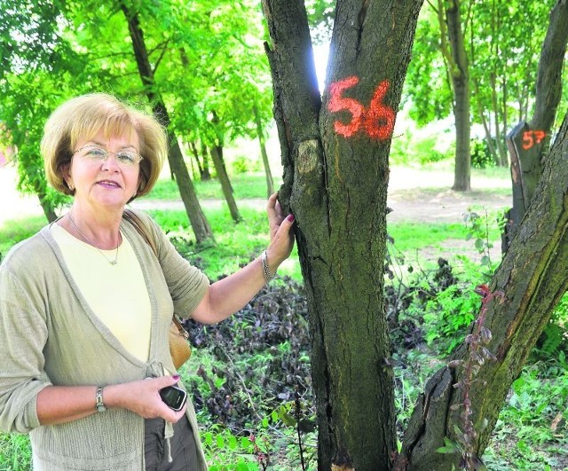 Wycinka drzew dziwi Ewę Karpińską z os. Kopernika