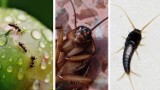 Jak pozbyć się insektów z domu? Zaczynają atakować mrówki, pluskwy, mole i prusaki. Domowe sposoby na nieproszonych gości (LISTA)