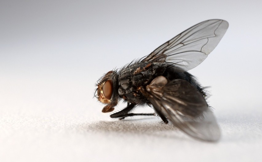 To jeden z najbardziej pospolitych owadów na całym świecie....