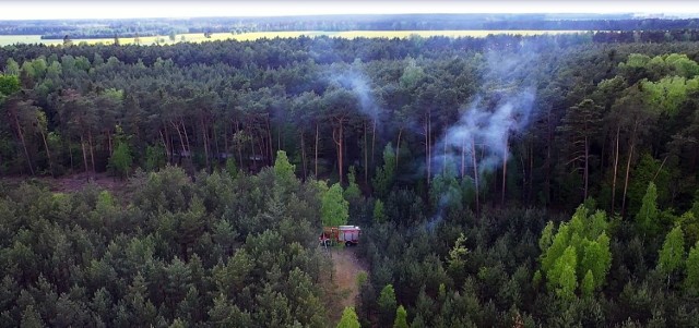 Podpalacz lasu w leśnictwie Żarnowica (gm. Wolbórz) złapany na gorącym uczynku  