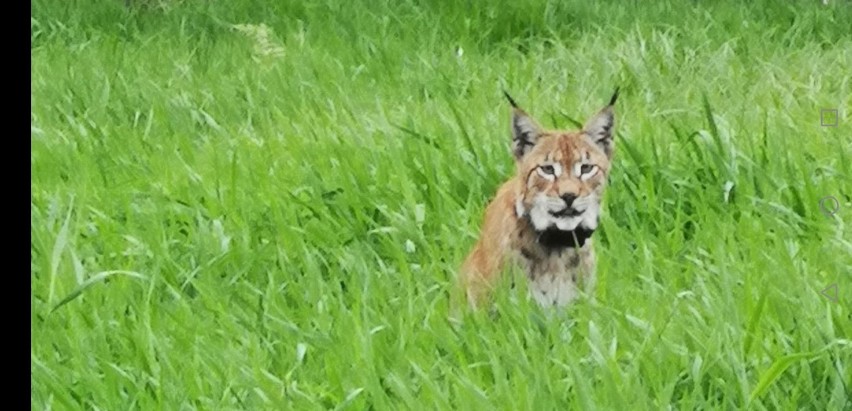 Ryś pojawił się w powiecie wągrowieckim. Został uwieczniony na zdjęciach i filmie