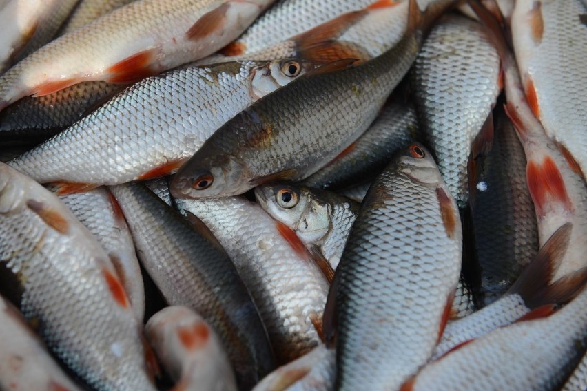 Czy w dobie epidemii koronawirusa można łowić ryby? Pytamy o...