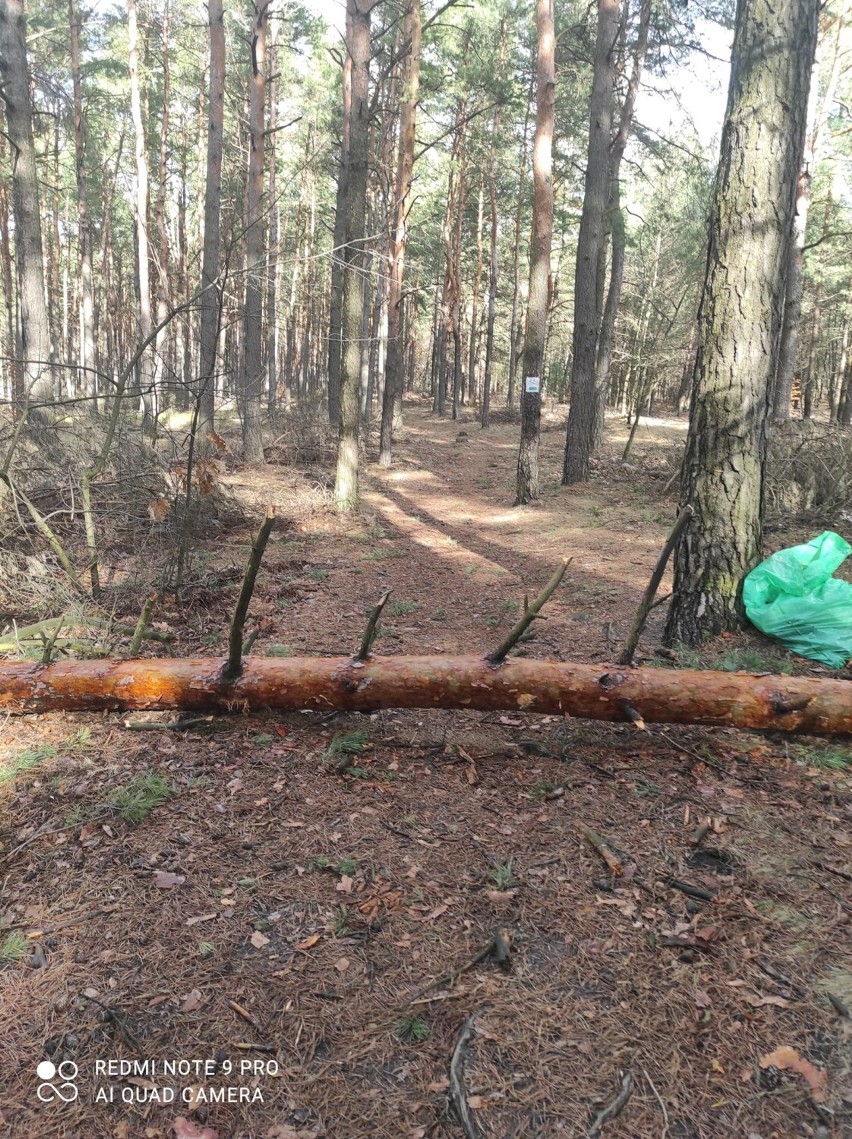 Uszkodzone drzewa w lasach powiatu olkuskiego