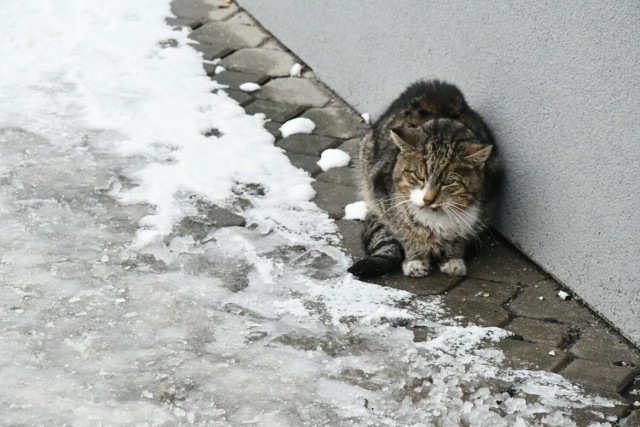 Zima 2024 w Pińczowie. Śnieżna aura zupełnie nie przeszkadza miejscowym kotom. >>>Więcej zdjęć na kolejnych slajdach