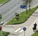 Toruń. Niebezpieczne łosie grasują w centrum. Sytuacja jest patowa