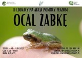 „Ocal żabkę”. Roztoczański Park Narodowy chroni płazy i poszukuje wolontariuszy 