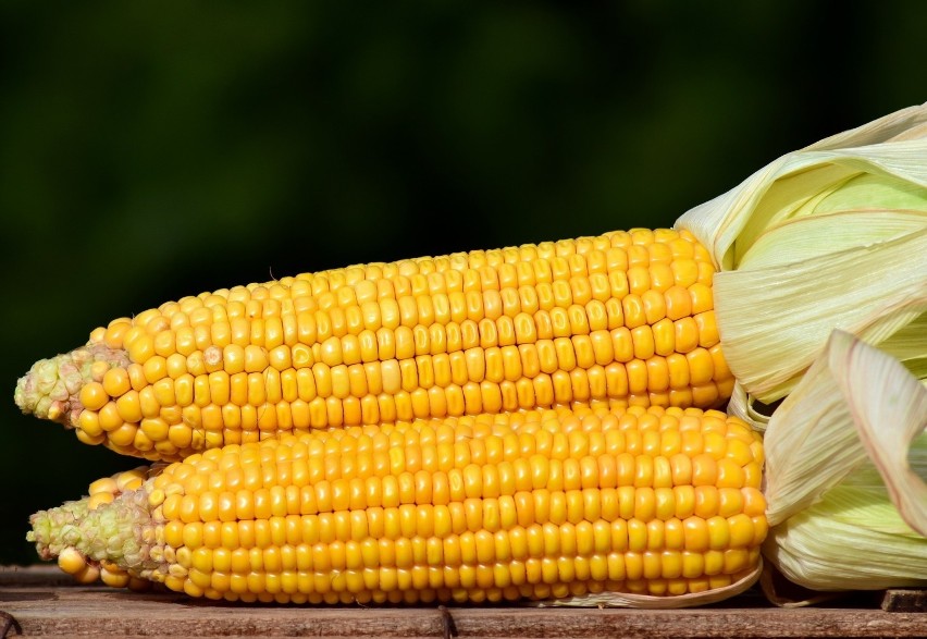 Kukurydza jest obecnie drugą po ryżu rośliną zbożową świata....