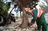 Wycinka drzewa lub krzewu na własnej posesji w 2022 r. Co wolno zrobić bez zezwolenia?