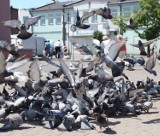 Coraz więcej gołębi ginie w centrum Włocławka