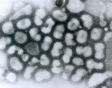 Wirus ptasiej grypy zmutował i zagraża milionom ludzi