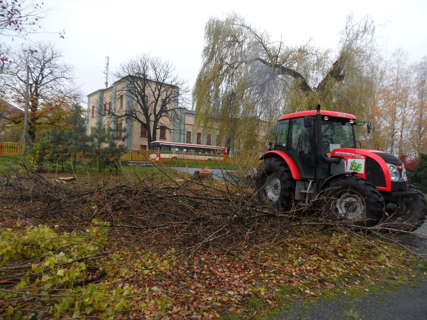 Dąbrowa Górnicza: Wielka wycinka drzew, bo budują kanalizację. Są też wnioski mieszkańców