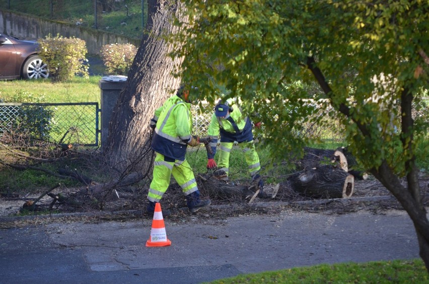 Głogów: Wycięto wielkie, stare drzewo koło przychodni zdrowia przy Skłodowskiej -Curie