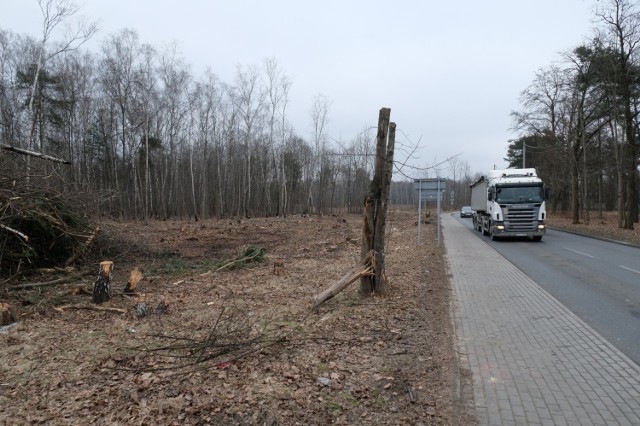 Krajobraz przy dąbrowskim odcinku dwupasmowej "jedynki" bardzo się zmienił po wycince.

Zobacz kolejne zdjęcia. Przesuwaj zdjęcia w prawo - naciśnij strzałkę lub przycisk NASTĘPNE