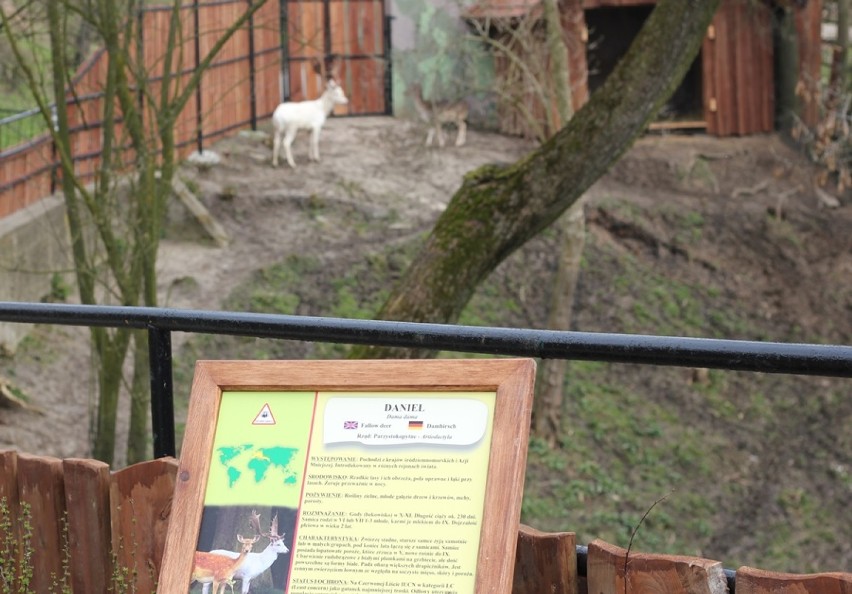 ZOO Płock. Ogród wzbogacił się o nowy gatunek ssaka