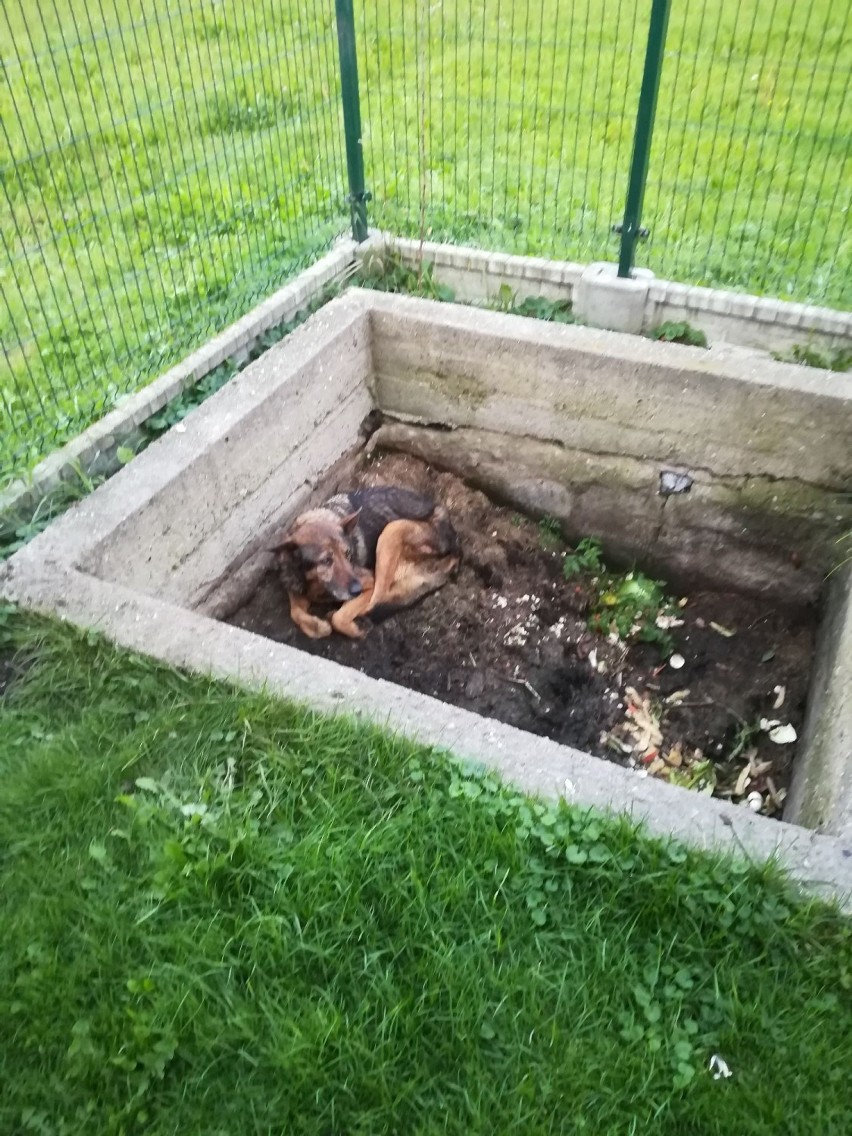 Bezpański pies nie miał sił wyjść z dziury