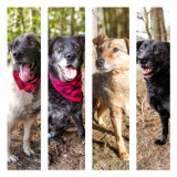 Szukamy domu dla bezdomnych psów Fundacji Schroniska Funny Pets w Czartkach. Przedstawia się kolejnych sześć czworonogów ZDJĘCIA
