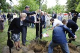 Oleśnica: Wkopali drzewka katyńskie (ZDJĘCIA)