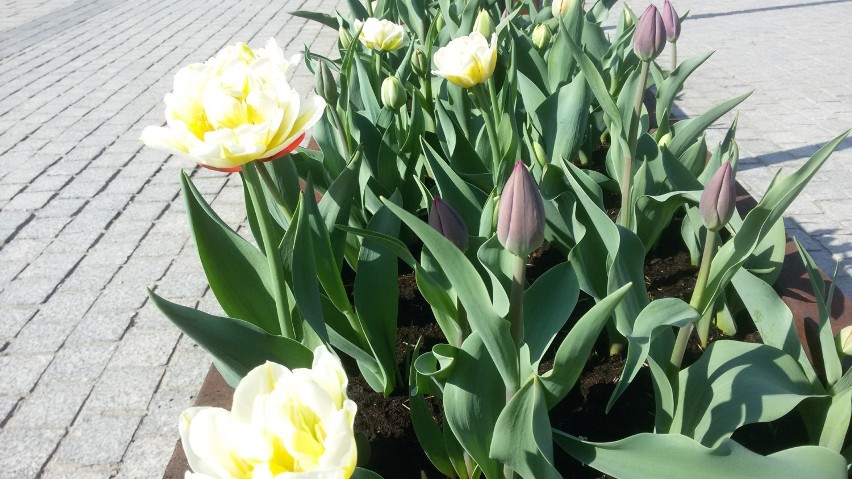 Tulipany zakwitają na jaworznickim rynku ZDJĘCIA