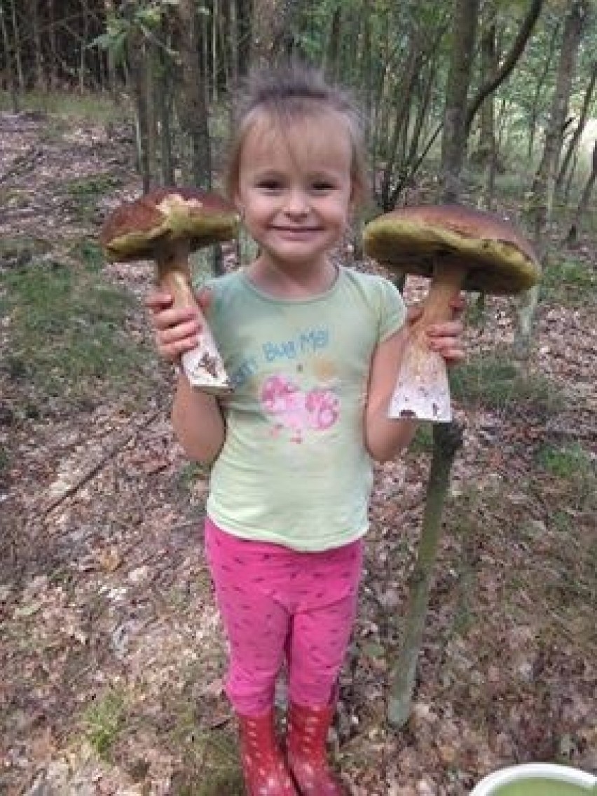 Zbieranie grzybów można pokochać już od najmłodszych lat....