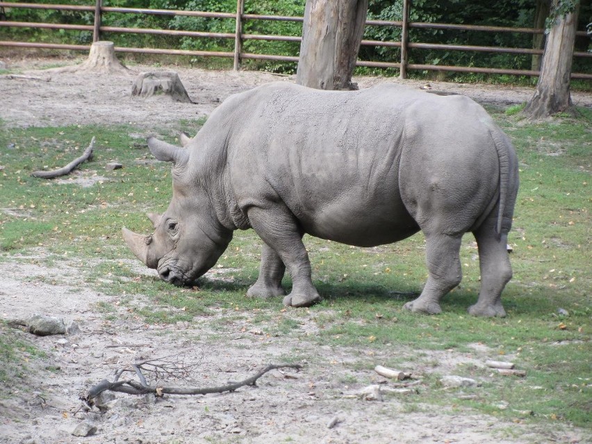 Nosorożec biały w Nowym ZOO w Poznaniu