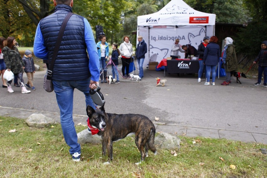 Spacer Adopciaków 2018. Psy ze schroniska przeszły przez...