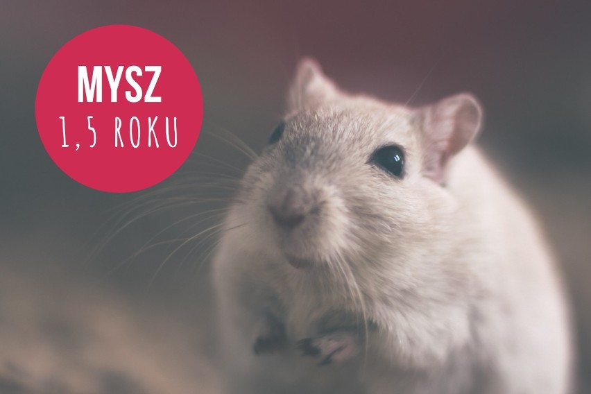 Długość życia: ok. 1,5 roku