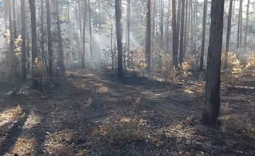 Pożar lasu w gminie Gorzkowice, lipiec 2022