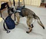 Policyjny pies Nel wywąchał narkotyki w szkolnym plecaku ZDJĘCIA