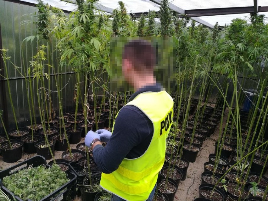 Wejherowscy policjanci zlikwidowali plantację marihuany