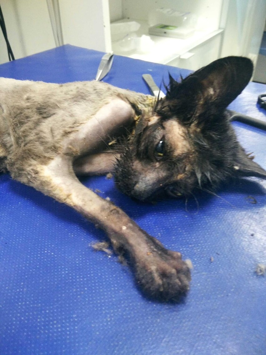 Maltretowany kot znaleziony w Twardogórze wraca do zdrowia....