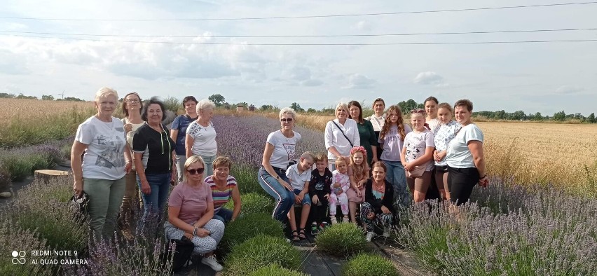 Pleszew. Lawenda 4 You, czyli ogród pełen lawedy. Te zdjęcia aż pachną lawendą!  Rozkoszuj się wyjątkową wonią