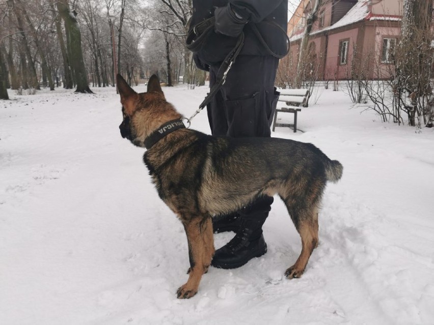 Policyjnym psom służbowym żadna pogoda nie straszna [zdjęcia]
