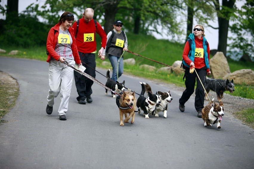 Jelenia Góra: W Przesiece odbyła się trzecia edycja Pucharu Polski w Dogtrekkingu (ZDJĘCIA)