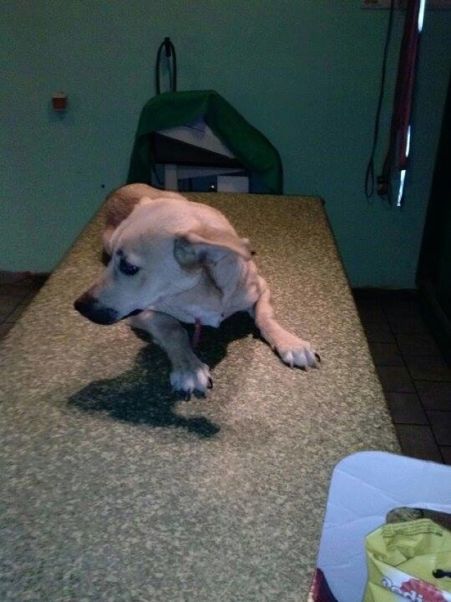 Uratowany pies przebywa obecnie u weterynarza w Mosinie