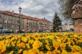 Wiosna w Gdańsku obrodziła w kolory. Zobacz wyjątkowe zdjęcia Karoliny Misztal!