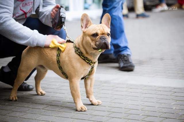 Master Chef 4 Dogs to cykl imprez kulinarnych, których celem jest zebranie jak największej ilości darów na rzecz potrzebujących psów.