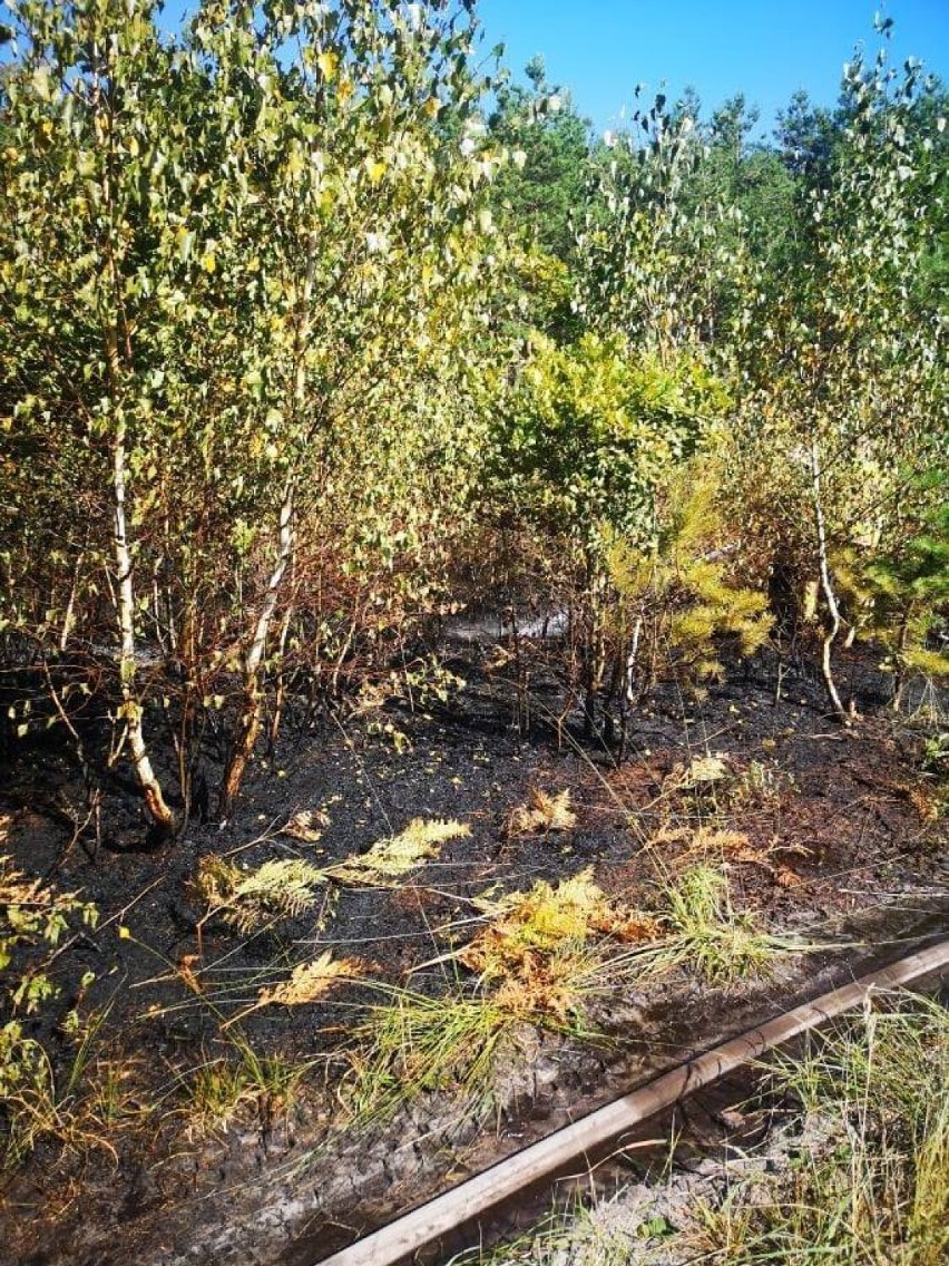 Straż borykała się także z pożarami lasów