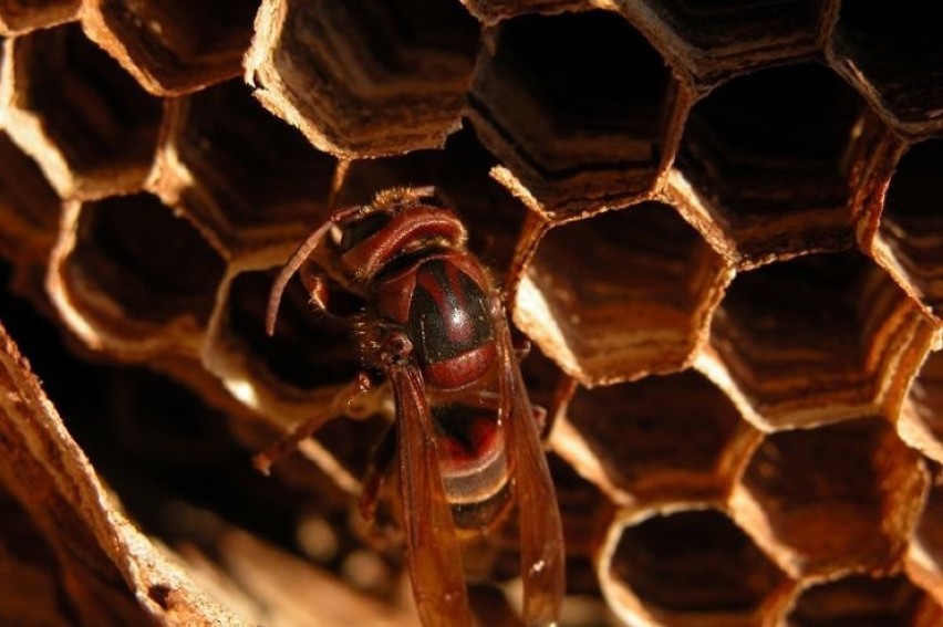 Gniazdo szerszeni (Vespa crabro). Szerszeń przy komórkach...