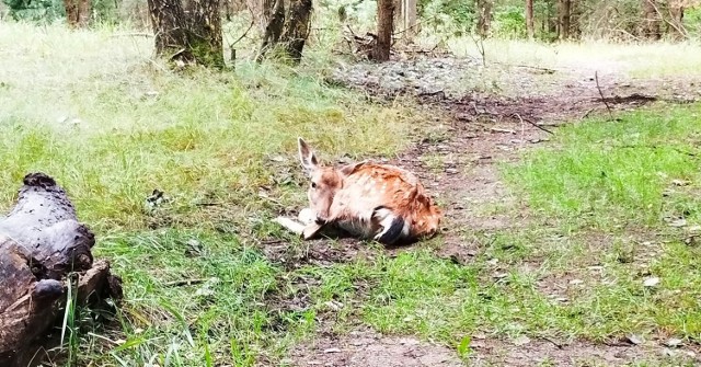 Przez nieodpowiedzialne zachowanie właściciela psa, który był spuszczony w lesie w Grudziądzu i zaatakował rodzącą łanię - leśna zwierzyna nie przeżyła