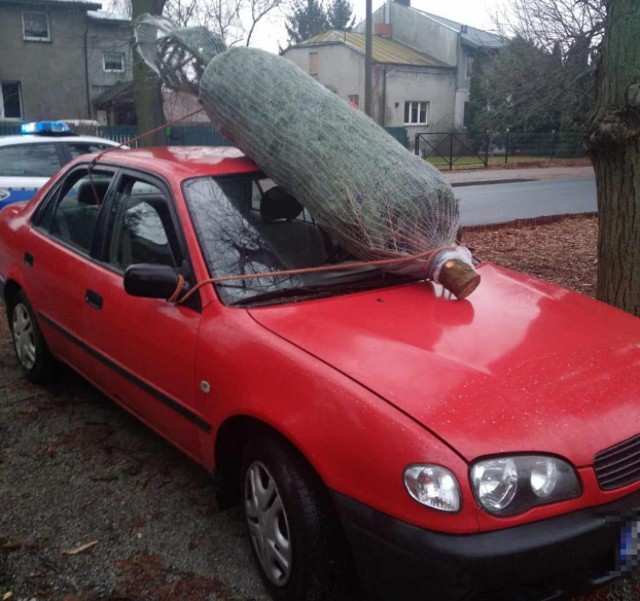 W ręce policjantów z Pruszkowa koło Warszawy wpadł 68-letni kierowca. Mężczyzna przewoził w niebezpieczny sposób choinkę na swoim samochodzie.