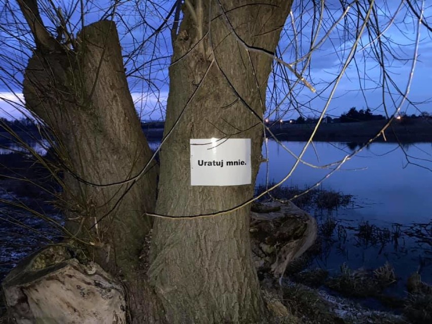 Drzewa przeznaczone do wycinki, Zalew Lipówka, 2021
