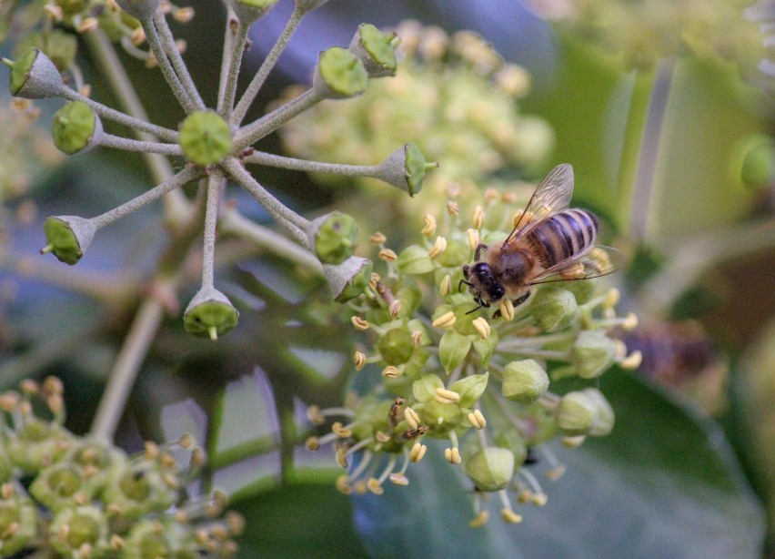 Setki owadów latających opanowały kwitnący bluszcz.