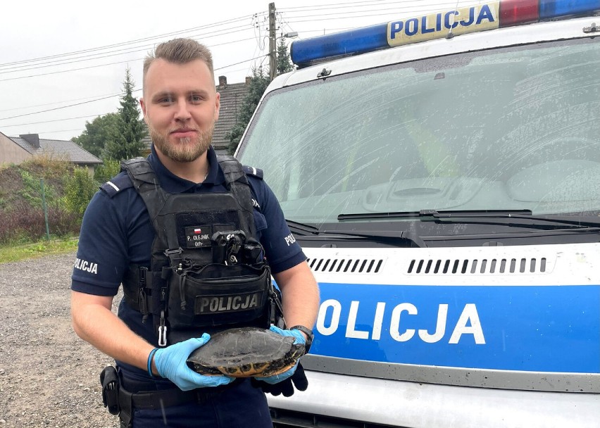 Policjanci z Sulejowa uratowali żółwia