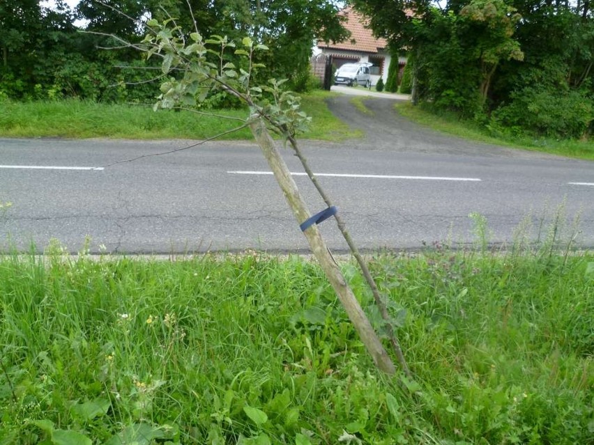 Zniszczone drzewka przy drodze z Chodzieży do Rataj. Jak walczyć z wandalami?