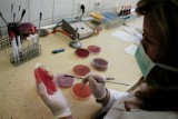 Świńska grypa w Olsztynie. Odnotowano kolejny przypadek zarażenia