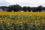 Przepiękne słonecznikowe pola tuż za Legnicą, zobaczcie zdjęcia