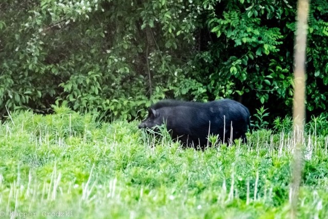 Kacper Grodzki od lat pasjonuje się fotografią łódzkiej natury i dzikich zwierząt. Mężczyźnie w ostatnim czasie na skraju Lasu Grotnickiego udało się sfotografować nietypowe zwierzęta... 



CZYTAJ WIĘCEJ NA KOLEJNYCH SLAJDACH!

